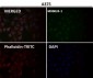 Anti-AKT1 Monoclonal Antibody